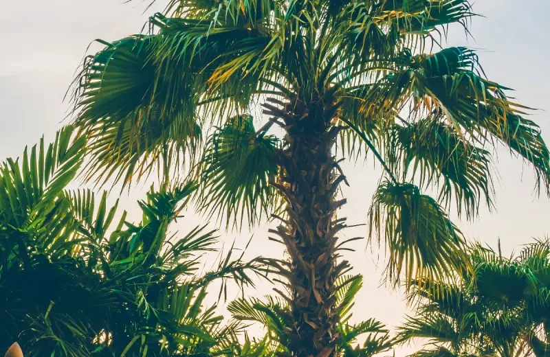 Gepflegte Washingtonia-Palme vor blauem Himmel auf Mallorca