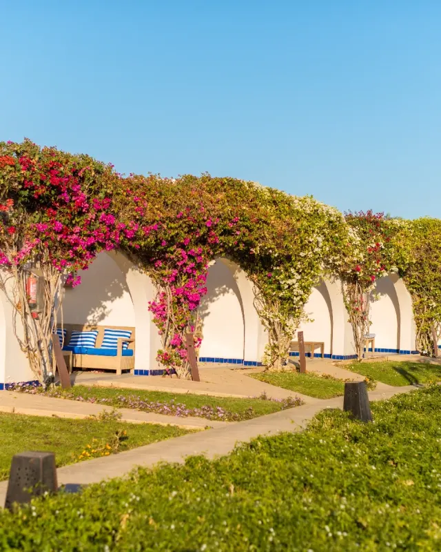 Terrasse mit Bougainvillea, Pergola und Sitzbank